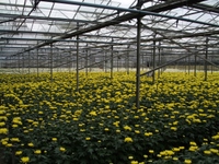 American Beauty Yellow just starting to show colour American Beauty Yellow just starting to show colour